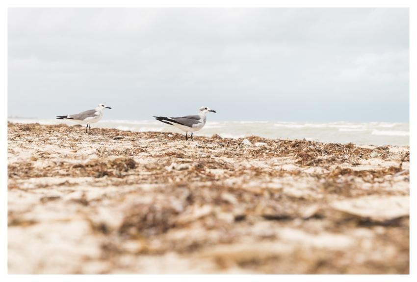 Beach Kelp Bird Nature