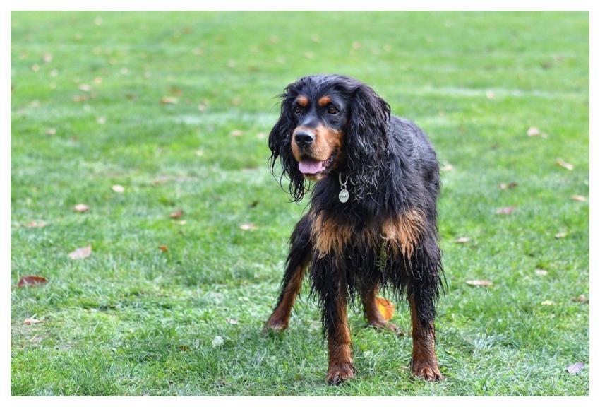 Dog Setter Gordon Animal