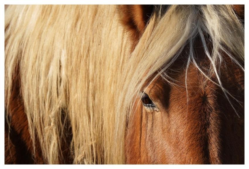 Horse Animal Equine Head