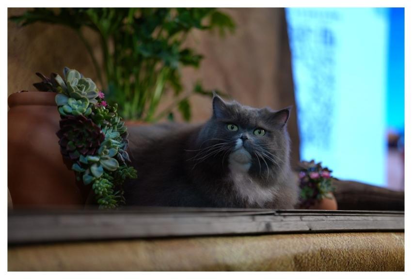 Pet Cat Animal Bạn Bè