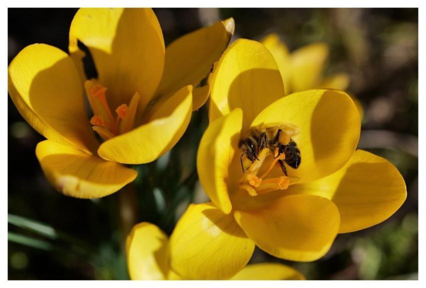 Crocus Bee Pollination Yellow