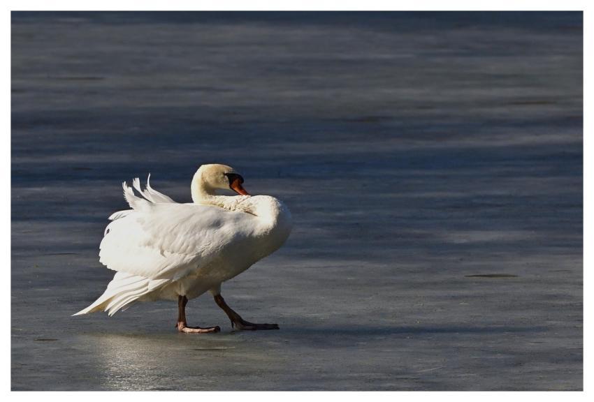 Swan Ice Feather Wing