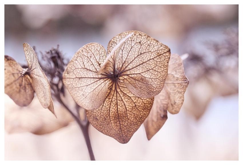 Leaves Dry Hydrangea Plant