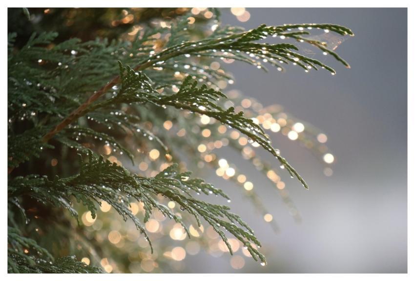 Thuja Summer Drops Water