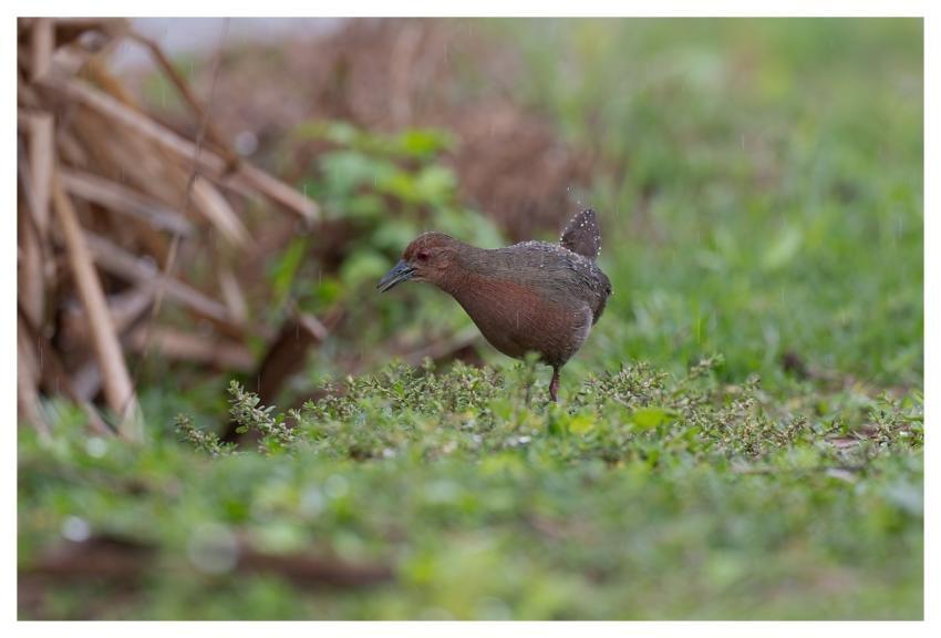 Bird Nature Animal Wildlife
