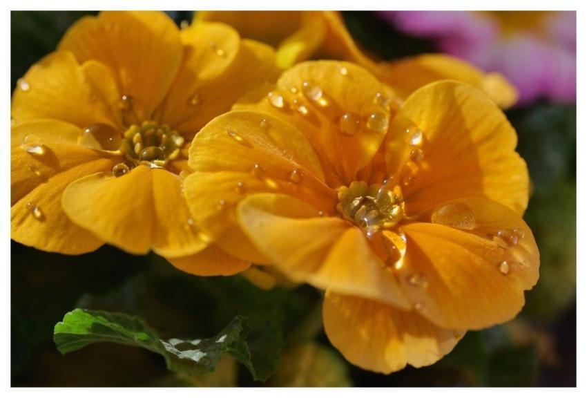 Flower Water Drop Macro Garden
