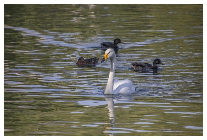 Swan Bird Water Feathers