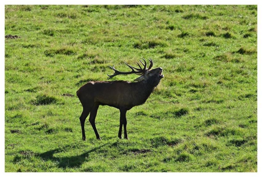 Deer Red Deer Antler Meadow