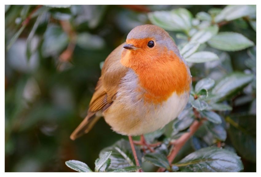 Robin Free Wallpaper Redbreast Bird