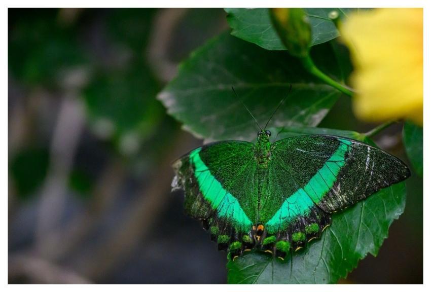 Butterfly Nature Insect Close Up
