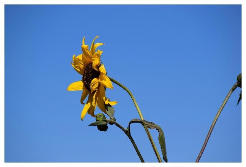 Tequila Jalisco Mexico Tequila Jalisco