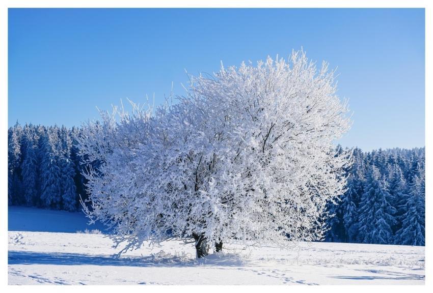 Winter Tree Frost Snow