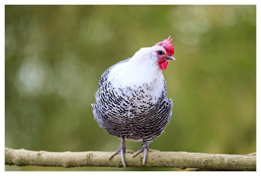 Braekel Chicken Them Haan Bird