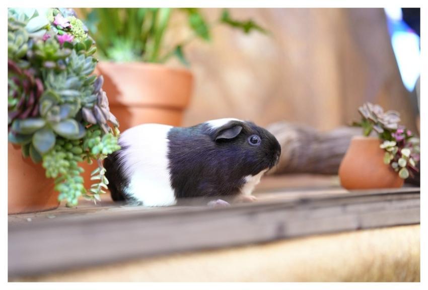 Hamster Mouse Pet Animal