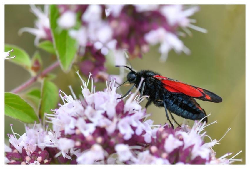 Butterfly Insect Macro Red