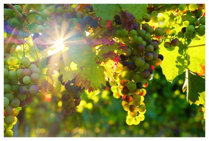 Grapes Fruits Food Fresh