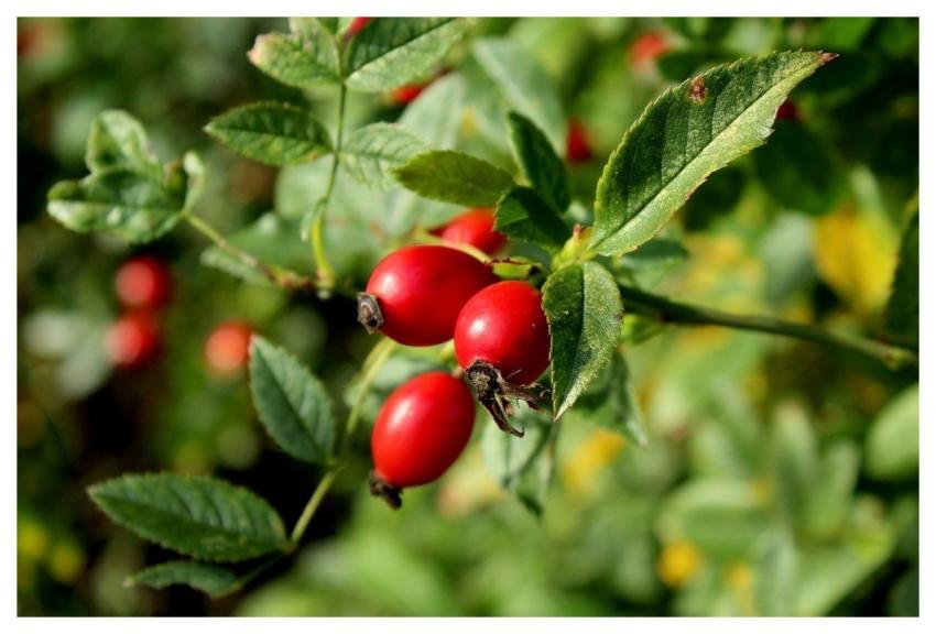 Rosehip Red Fruit Natural Beauty Leaves