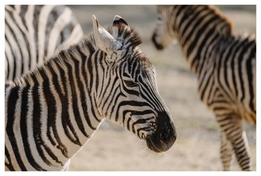Zebras Animals Wildlife Zoo