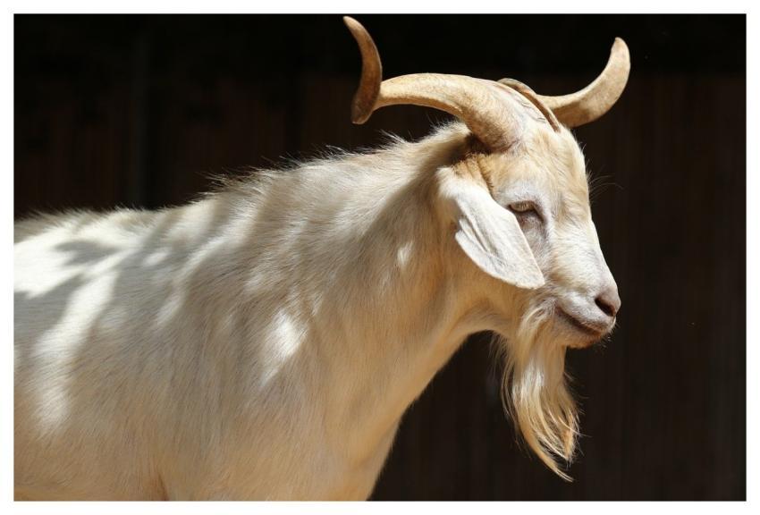 Ram Sheep Animal Mammal