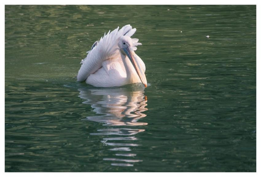 Pelican Bird Animal Feathers