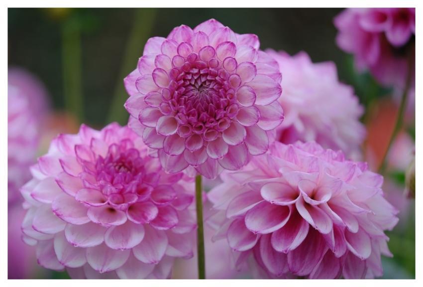 Dahlia Wallpaper Hd Floral Background Flower