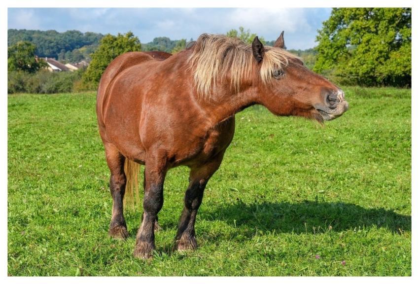 Comtois Horse Mane Pasture