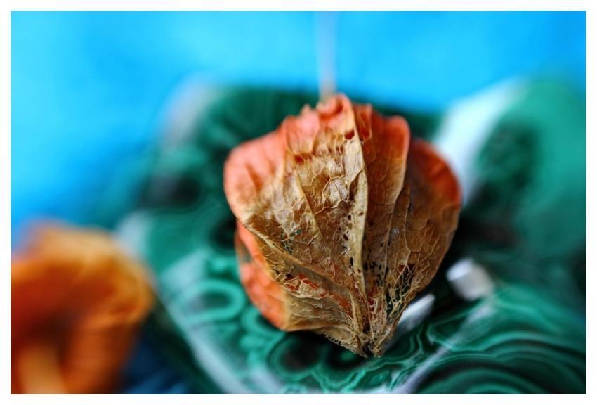 Plant Bud Cool Backgrounds Windows Wallpaper