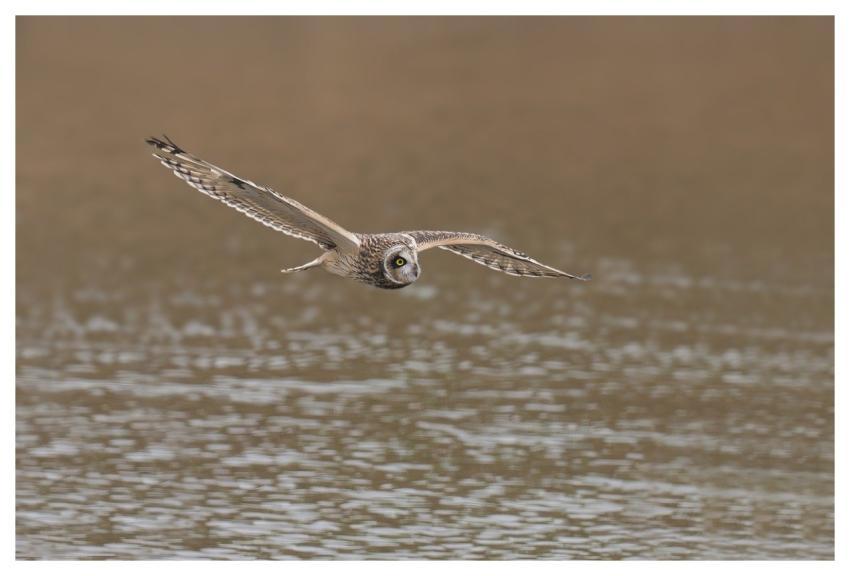 Bird Nature Animal Wildlife