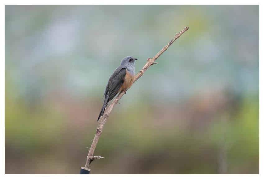 Bird Nature Animal Wildlife