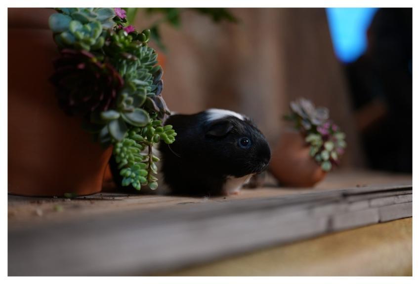 Pet Mouse Animal Bạn Bè