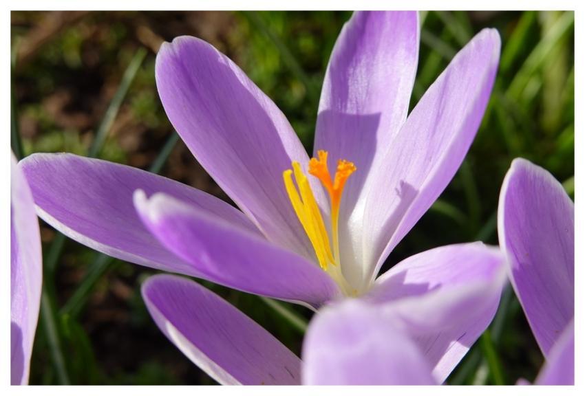 Crocus Nature Spring Blossom