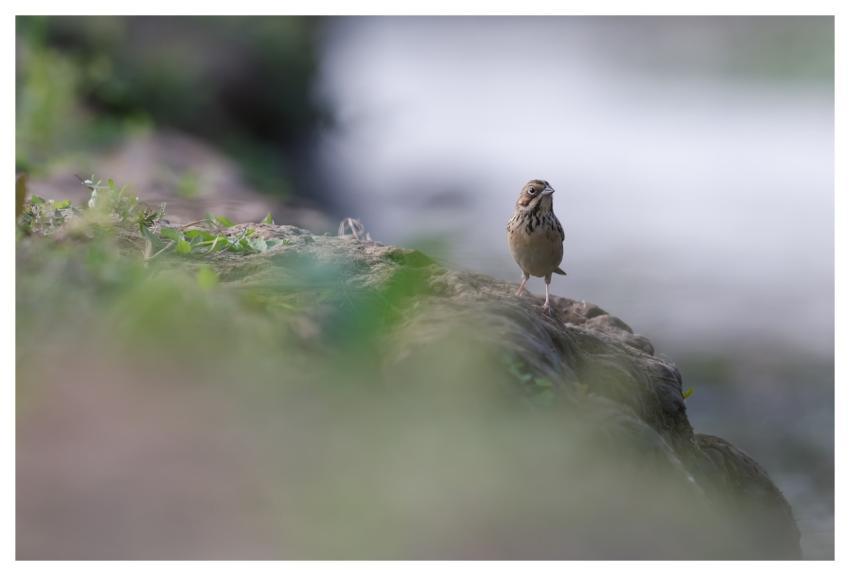 Bird Nature Animal Wildlife