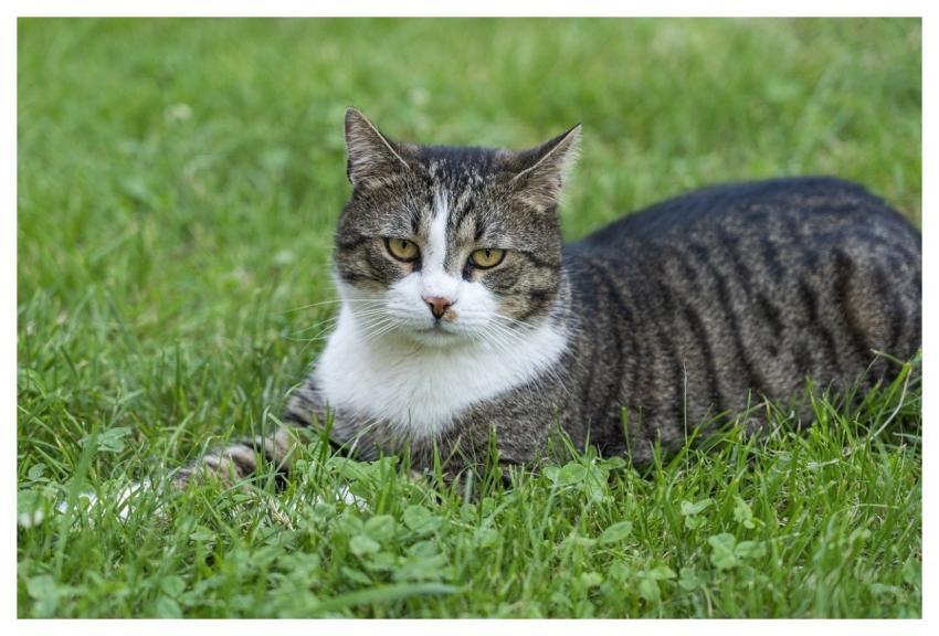 Cat Nature Domestic Animal Pet