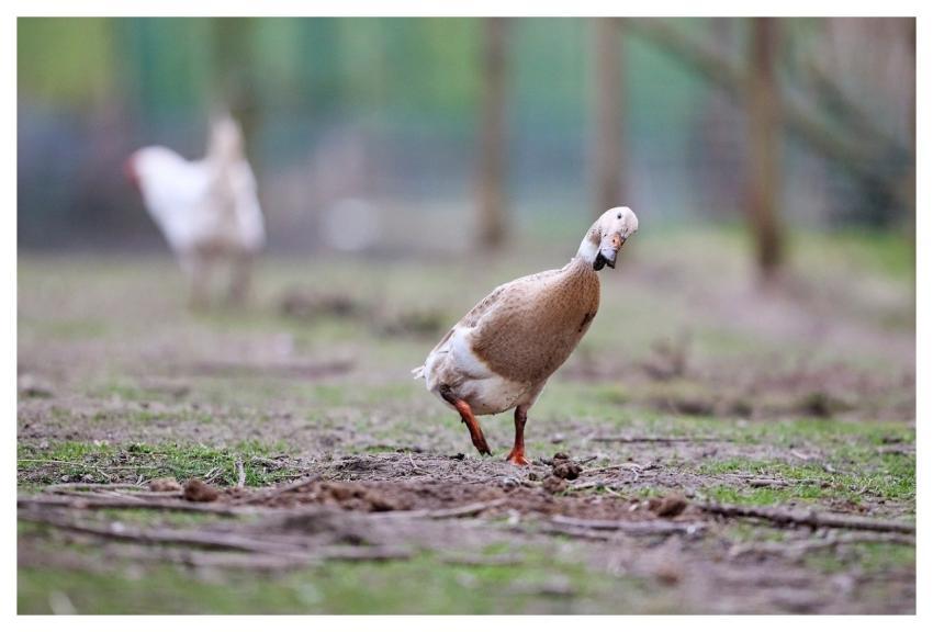 Indian Running Duck Tame Duck Bird Waterfowl