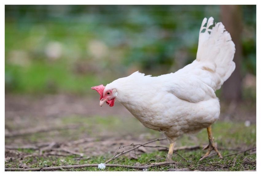 Chicken Them Poultry Bird