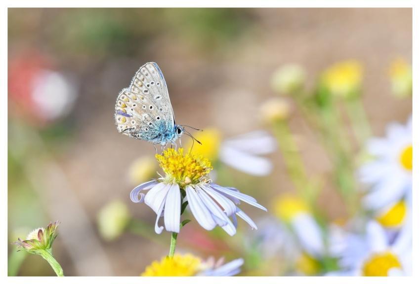 Butterfly Argus Blue Insect
