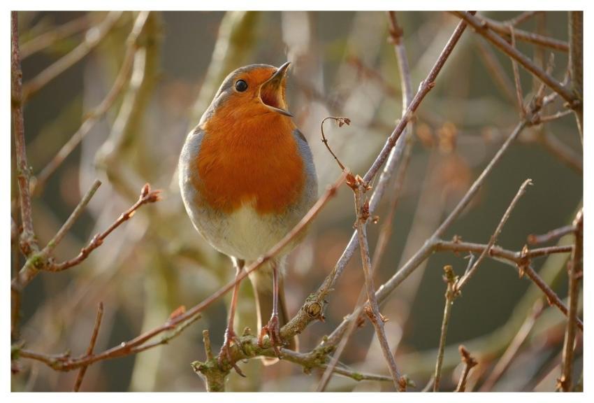 Robin Redbreast Bird Free Background
