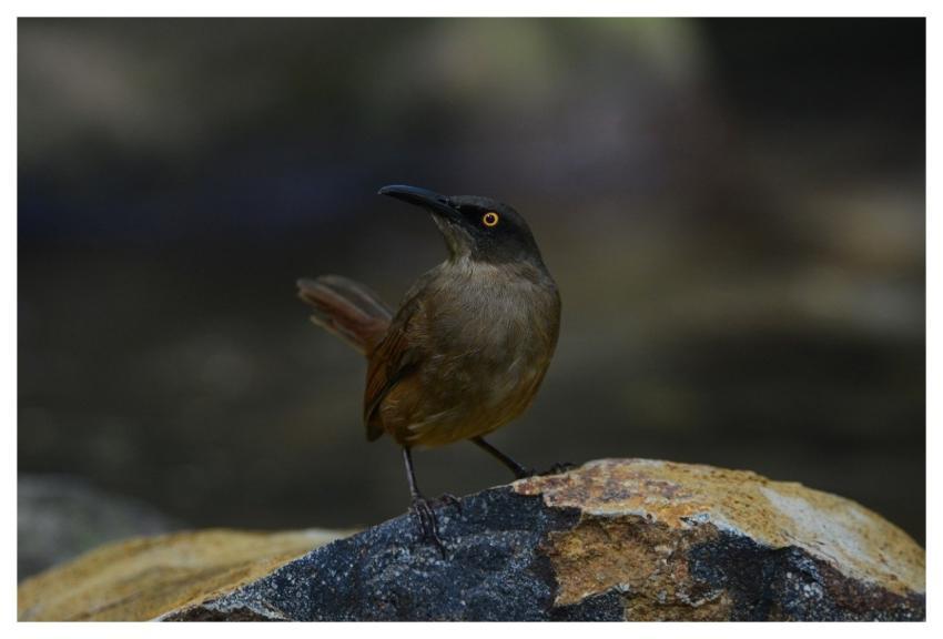 Bird Nature Animals Ornithology