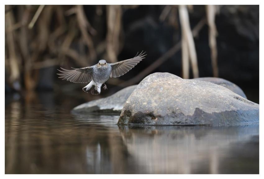Bird Nature Animal Wildlife