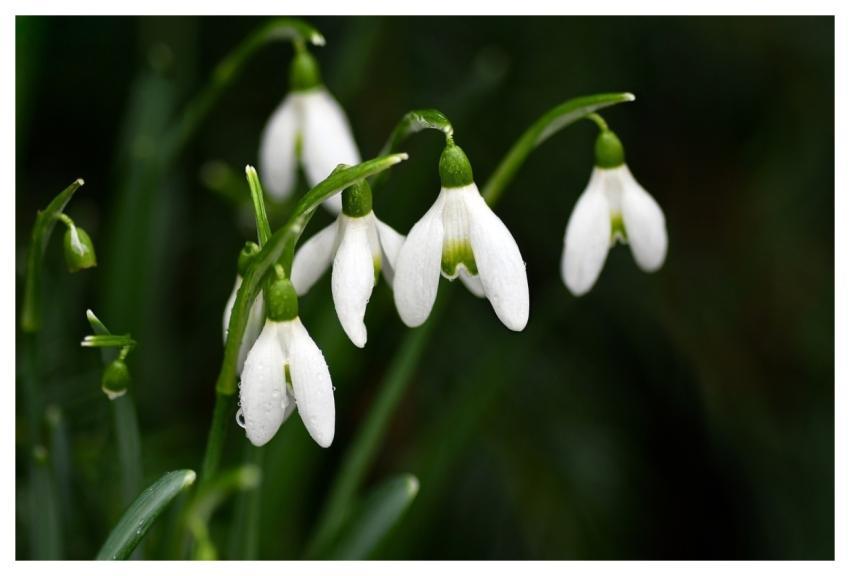 Snowdrops Nature Flower Beautiful Flowers