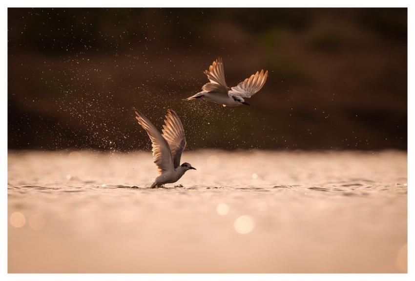 Bird Nature Animal Wildlife