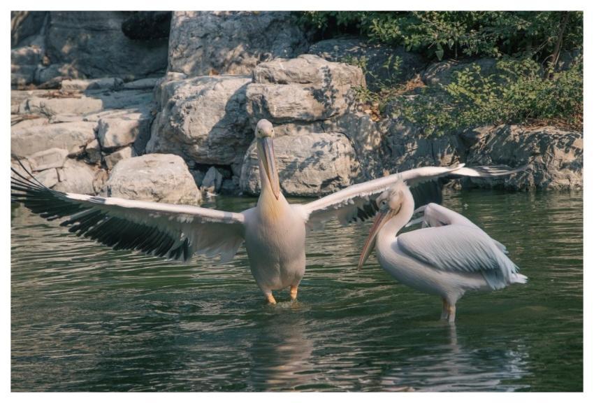 Pelican Animals Birds Waterbirds