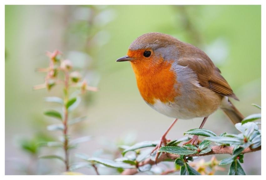 Robin Wallpaper 4K Redbreast Bird