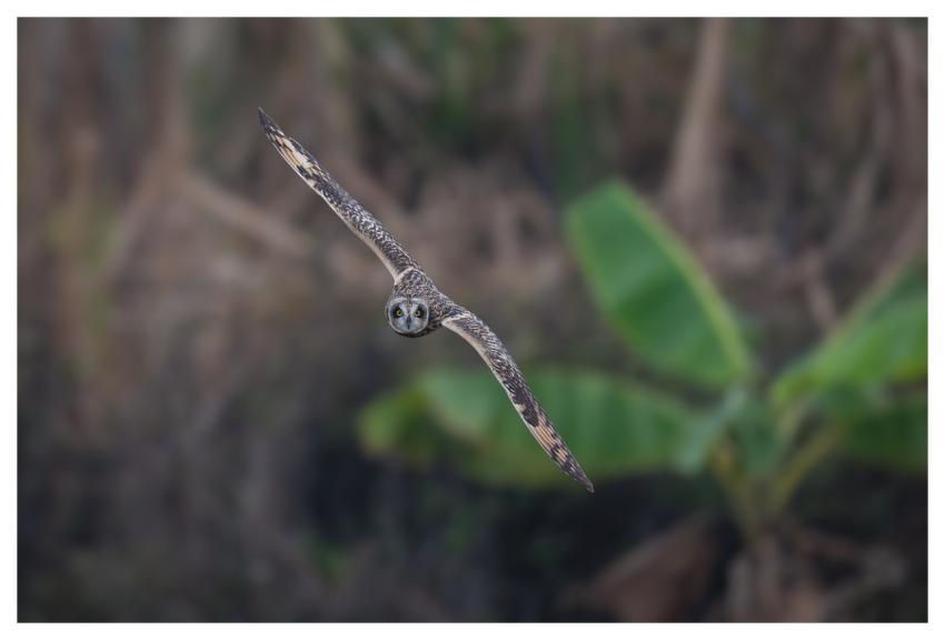 Bird Nature Animal Plumage