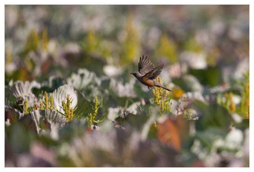 Bird Nature Animal Wildlife