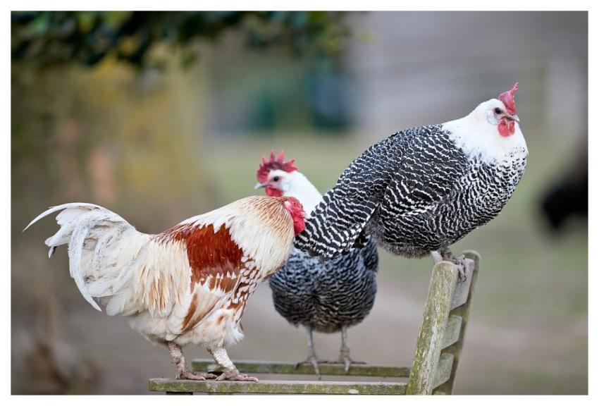 Chickens Cocks Chicken Poultry