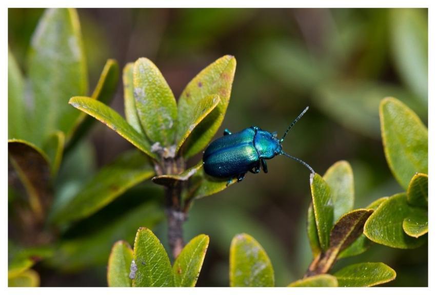 Mountain Leaf Beetle Beetle Insect Oreina Cacaliae