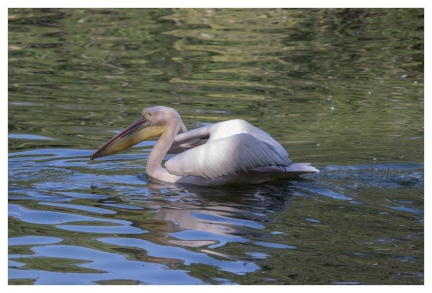 Pelican Bird Waterbird Pond