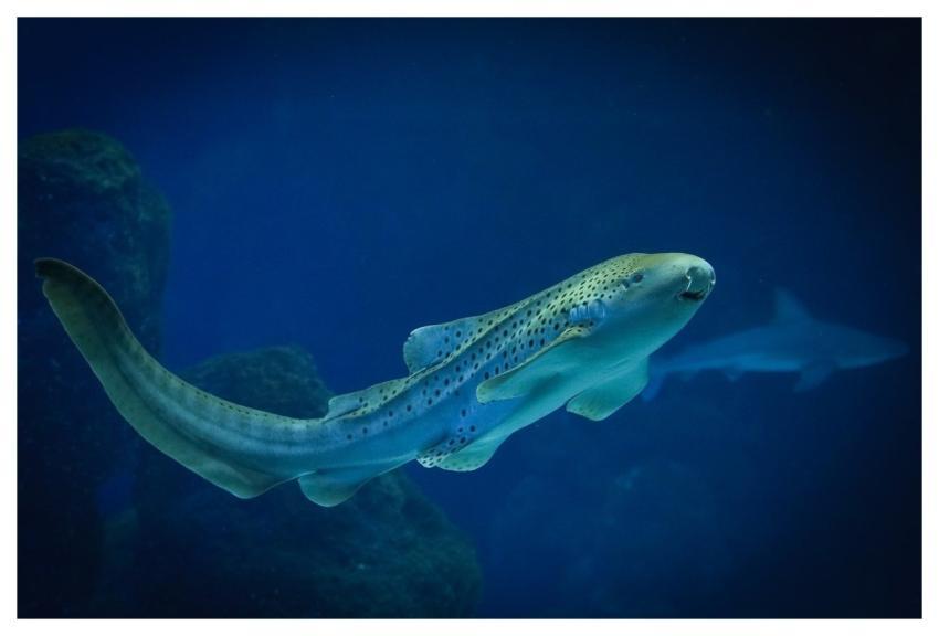 Shark Leopard Shark Fish Nature