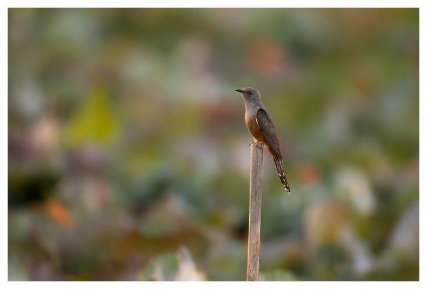 Bird Nature Animal Wildlife